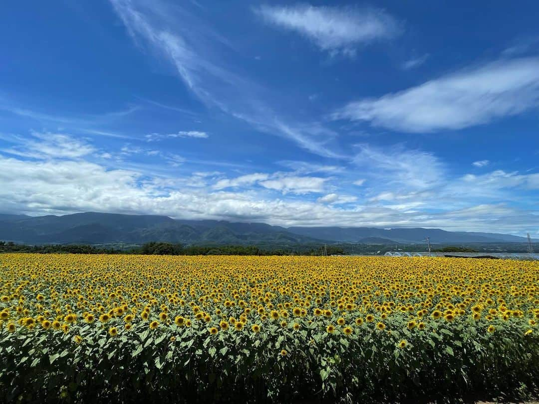 荒木美穂のインスタグラム：「* * 残暑が厳しいですが 9月もがんばりましょう〜〜🌻´- (8月が終わる前に滑り込みで投稿！） 休日に夏らしいことをしようと思いつつなかなかできなかったのですが、ヒマワリはしっかり見てきました。 *  #明野ひまわり畑」