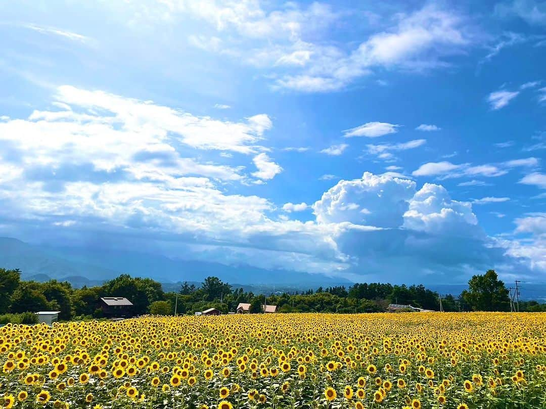 早瀬英里奈のインスタグラム：「✰山梨の向日葵畑🌻🌻🌻✰  ほんっとーに素晴らしい向日葵畑ですよね˖°⌖꙳  私こんな向日葵畑にずっと憧れていました꙳✧˖° 来年こそは こんな向日葵畑に行けますように🌻🌻🌻✵.｡.:*  #山梨 #晴天 #向日葵 #向日葵畑 #憧れ  #早瀬英里奈 #erinahayase  #erina」