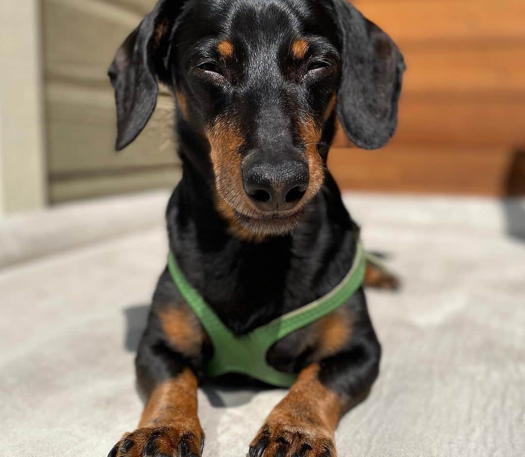 Crusoe the Celebrity Dachshundさんのインスタグラム写真 - (Crusoe the Celebrity DachshundInstagram)「“As some of you have noticed, sorry for my absence the past couple weeks.. We’ve just had a lot going on lately, but I’m doing ok. Hope you’re doing ok too!❤️” ~ Crusoe」9月1日 0時02分 - crusoe_dachshund