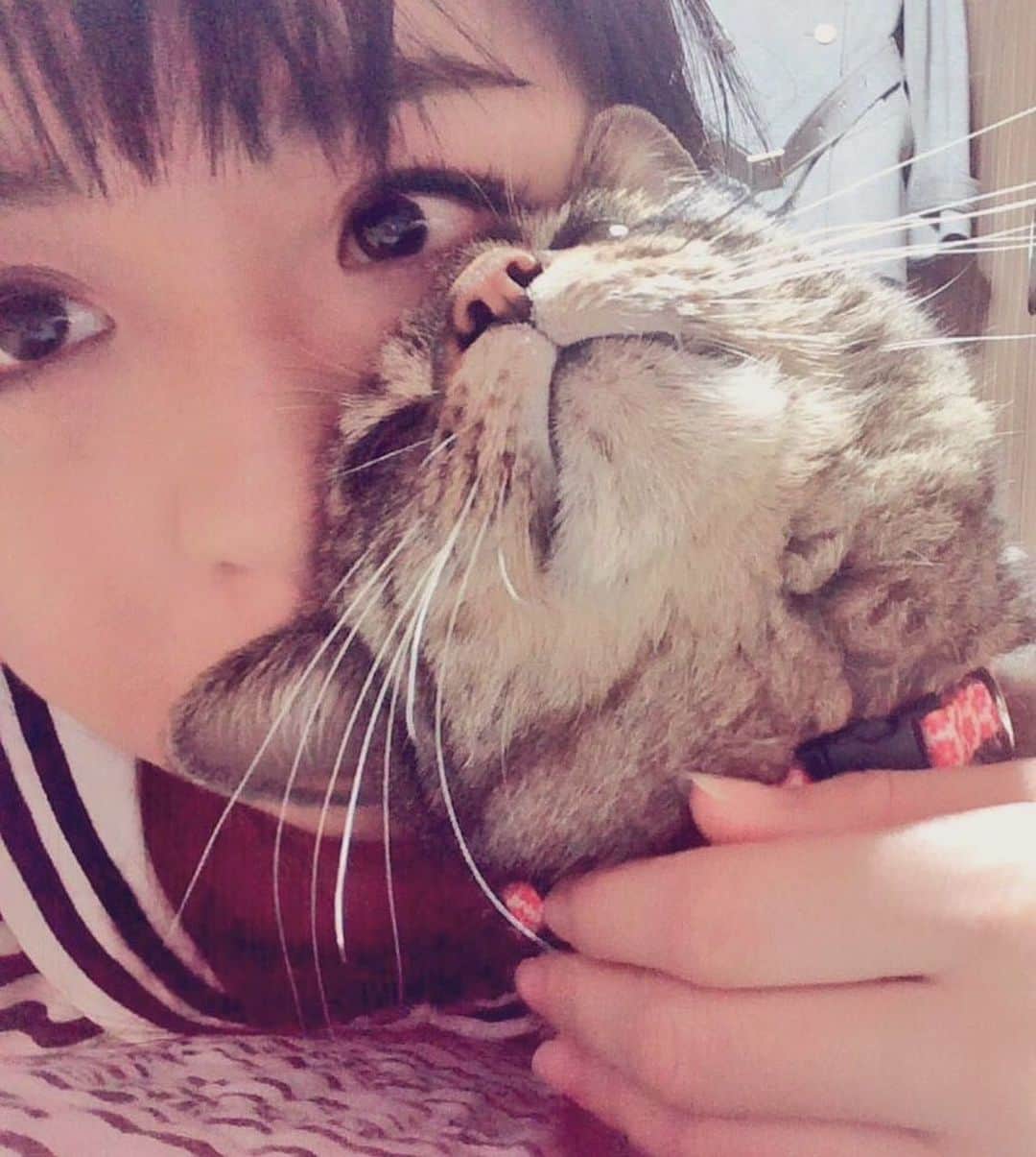 久保亜沙香のインスタグラム：「愛猫トラが29日に永眠しました。 最期の数週間はとても苦しんでて最後の数日は私も看取りに徹夜続きして。 なのでほんの少しだけほっとしたような気もするけど、心がぽっかりしてる。 朝起きる度やっぱり現実かとガッカリして胸が痛くて涙止まらないけど、今日はそのふわふわな体ともお別れしてきました。 長いことずっと一緒に居たから居ないことが違和感なんだ。 探しちゃう。 なにものにもかえがたい幸せな時間を本当にありがとう。 SNSを通じて可愛がってくださった皆さん、ネコごはんの差し入れくださった皆さんもいたな☺️ ありがとうございました。 天国でみうたんと仲良くしてね。 わたし一生忘れないよ🐈」
