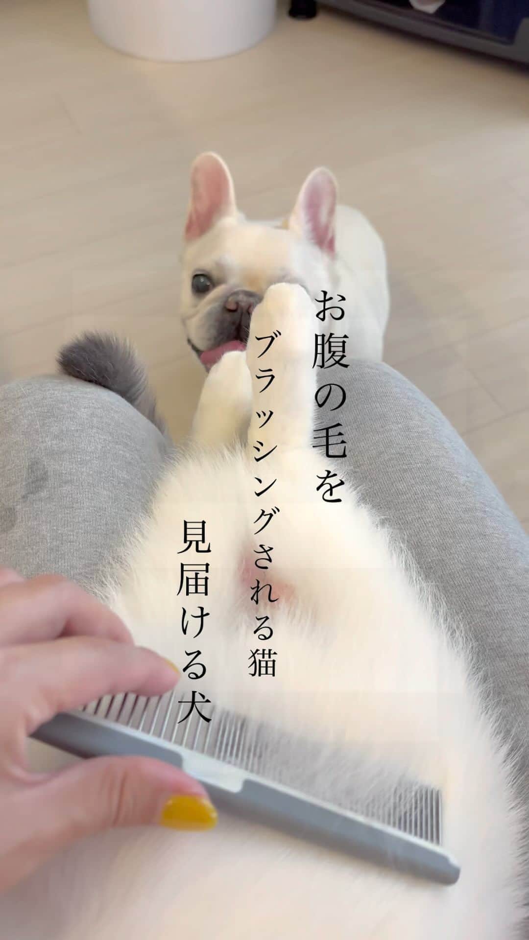 Udon うどんのインスタグラム