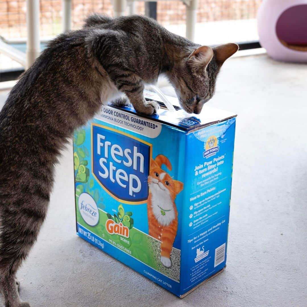 Fresh Stepのインスタグラム：「Tired of getting whiffs of the litter box? 🥴 Litter box smells can be distracting, and at worst, make you self-conscious about your home. Fresh Step with Febreze Freshness and Gain Scent is made to keep the litter box smelling fresh even on hot summer days, using the power of Febreze and Gain. Certain trademarks used under license from The Procter & Gamble Company or its affiliates.  With a 10-day odor control guarantee and ammonia-blocking technology, keeping your home smelling Gain-scent fresh is easier than you thought! 🐈🏡  #catlovers #litterbox #freshstep #catlitter」