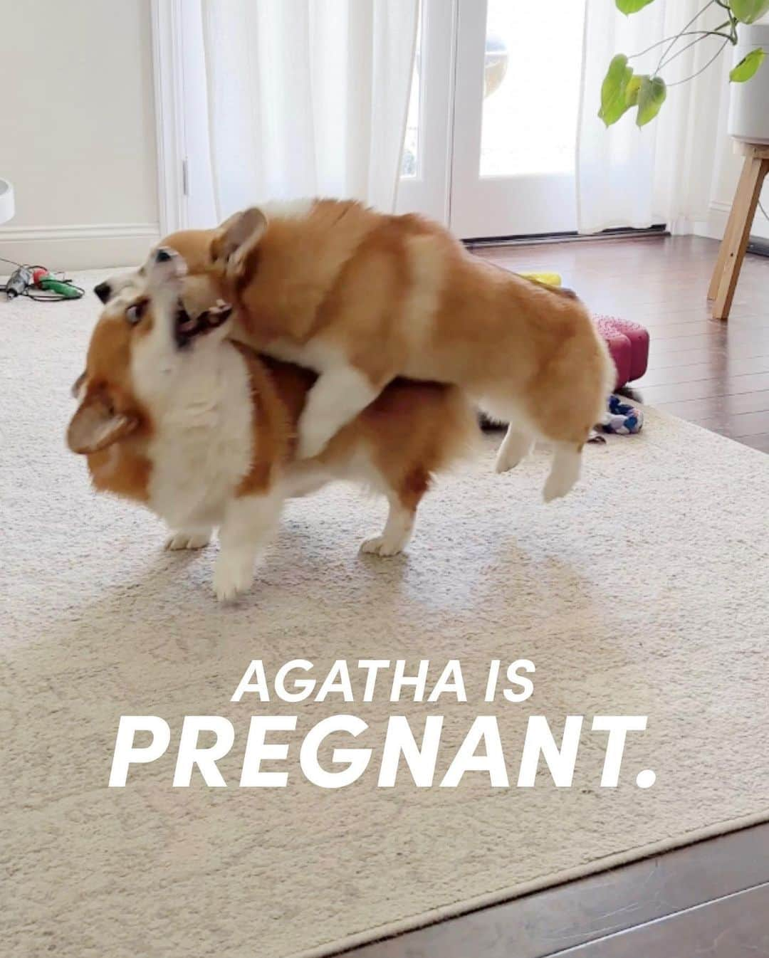 Geordi La Corgiさんのインスタグラム写真 - (Geordi La CorgiInstagram)「The moment we’ve all been waiting for… 😬😱  _____  Aggy just had her ultrasound and… it showed AT LEAST SIX PUPPIES. The repro vet immediately saw 6, which means there are likely MORE pups hidden in there.   Her due date is tentatively October 4.   So so thankful for our IG friends who’ve been willing this SCAGGY litter to happen, despite all the unforeseen challenges we had! 🙏   If you have any good litter theme ideas, please drop it in the comments! We are so happy and excited! 💛」9月1日 1時17分 - lacorgi