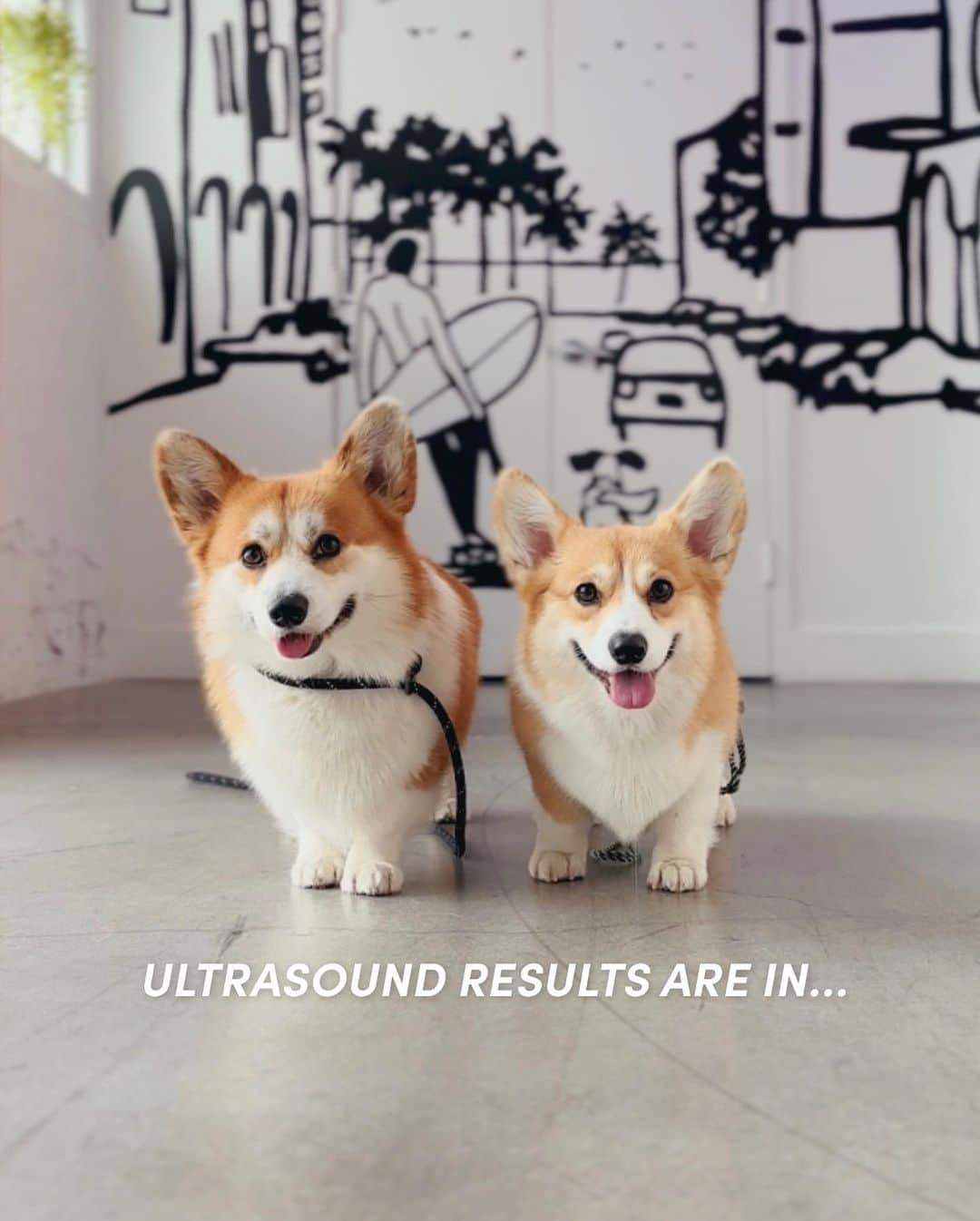 Geordi La Corgiのインスタグラム：「The moment we’ve all been waiting for… 😬😱  _____  Aggy just had her ultrasound and… it showed AT LEAST SIX PUPPIES. The repro vet immediately saw 6, which means there are likely MORE pups hidden in there.   Her due date is tentatively October 4.   So so thankful for our IG friends who’ve been willing this SCAGGY litter to happen, despite all the unforeseen challenges we had! 🙏   If you have any good litter theme ideas, please drop it in the comments! We are so happy and excited! 💛」