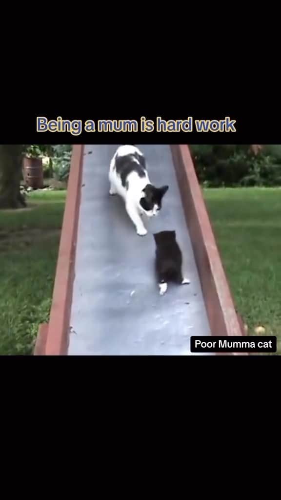 Cute Pets Dogs Catsのインスタグラム：「Being a good mum is hard   Credit: beautiful catsoftiktokrule (tt) ** For all crediting issues and removals pls 𝐄𝐦𝐚𝐢𝐥 𝐮𝐬 ☺️  𝐍𝐨𝐭𝐞: we don’t own this video/pics, all rights go to their respective owners. If owner is not provided, tagged (meaning we couldn’t find who is the owner), 𝐩𝐥𝐬 𝐄𝐦𝐚𝐢𝐥 𝐮𝐬 with 𝐬𝐮𝐛𝐣𝐞𝐜𝐭 “𝐂𝐫𝐞𝐝𝐢𝐭 𝐈𝐬𝐬𝐮𝐞𝐬” and 𝐨𝐰𝐧𝐞𝐫 𝐰𝐢𝐥𝐥 𝐛𝐞 𝐭𝐚𝐠𝐠𝐞𝐝 𝐬𝐡𝐨𝐫𝐭𝐥𝐲 𝐚𝐟𝐭𝐞𝐫.  We have been building this community for over 6 years, but 𝐞𝐯𝐞𝐫𝐲 𝐫𝐞𝐩𝐨𝐫𝐭 𝐜𝐨𝐮𝐥𝐝 𝐠𝐞𝐭 𝐨𝐮𝐫 𝐩𝐚𝐠𝐞 𝐝𝐞𝐥𝐞𝐭𝐞𝐝, pls email us first. **  #sleepingkitty #instakitties #kittycuddles」