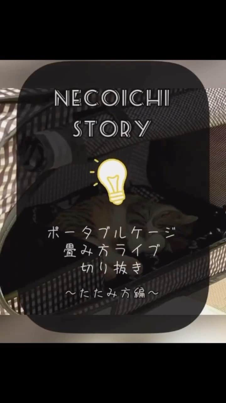 猫壱（ねこいち•ネコイチ）のインスタグラム：「今日は防災の日🙌 避難用品のチェックをする際に、ポータブルケージの畳む練習もしませんか？ 『ポータブルケージがたためない！』と言うお問い合わせをたまにいただきますが、 慣れさえすればとっても簡単に畳むことができちゃいます😆❤︎  今回は以前Instagram LIVEで行った#ポータブルケージ　の畳み方を切り抜いて、コンパクトにご紹介🐱✨ 綺麗に畳むポイントはスタートする向きや押し込む面、押さえる場所を間違えないことです✨  ぜひ一緒にポータブルケージをたたむ練習をしてみてくださいね👍   :::::::::#猫壱 :::::::  猫壱は\…猫が幸せ、私も幸せ…/をモットーに猫グッズの開発に取り組んでいます♪ ▫ 気になる方は @necoichicojp をチェックしてみてくださいね！ ▫  #猫壱写真館  #猫壱 #necoichi #ポータブルケージ #ケージ #折り畳みケージ #猫の防災 #防災グッズ #猫と旅行 にも使えます👌 #にゃんすたぐらむ🐾  #猫のいる風景  #ねこのいるくらし」