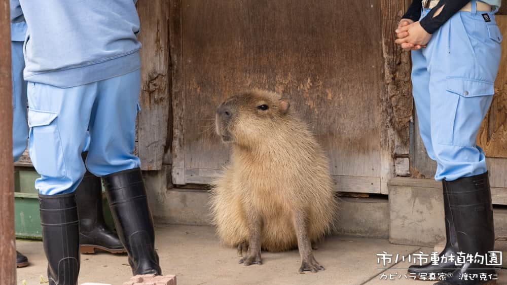 渡辺克仁さんのインスタグラム写真 - (渡辺克仁Instagram)「おはようございます。  #カピバラ #水豚 #capybara #おはようございます」9月1日 7時00分 - katsuhito.watanabe