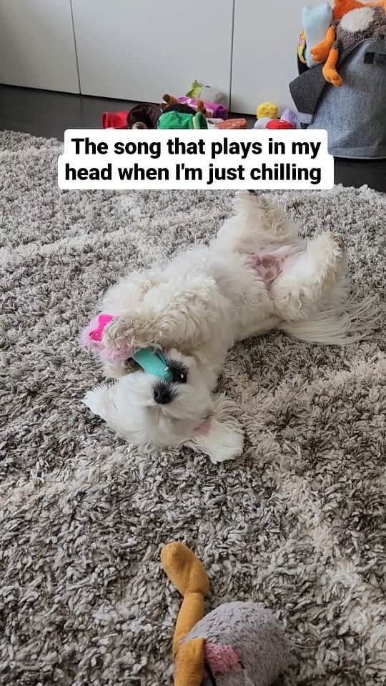 のインスタグラム：「Just chilling ✌️  #chilling #relax #maltese #theothemaltese #puppy #cutedog」