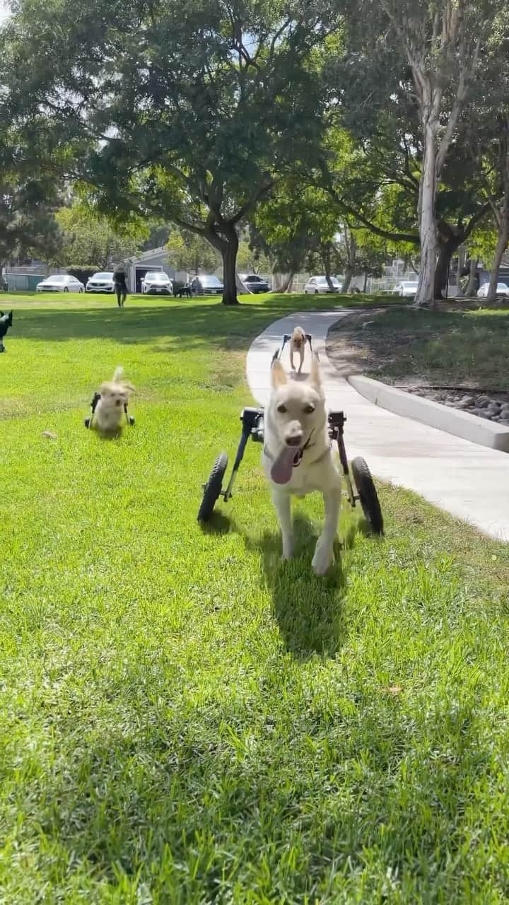 DogsOf Instagramのインスタグラム：「Coming through with your daily serotonin boost courtesy of @theunstoppabledogs 🥹♥️ Happy last day of August! How do you feel about the summer coming to an end? . . .  #liveyourbestlife #nevergiveup #unstoppabledogs #dailymotivation #wheelchairdog #wheelchairdogs #speciallyableddogs #wheelchairdogsrule #serotonin #serotoninboost #dogsofinstagram」