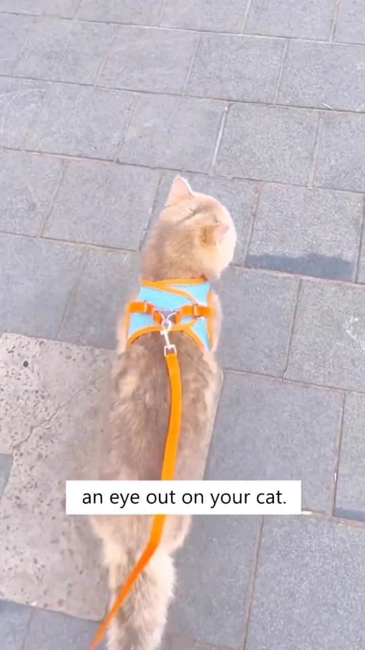 Cute Pets Dogs Catsのインスタグラム：「Why do you need our Cat Harness & Leash?  1. Feather-Light: Weighing just 0.15 kg 2. Security and Breathability: Crafted from highly breathable mesh 3. No More Escapes: Equipped with a heavy-duty safety lock   #cats #kitten」