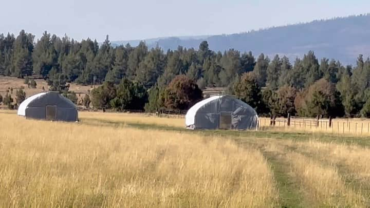 ロンダ・ラウジーのインスタグラム：「We’re here at @browseyacresoregon where you can see our #BrowseyBirds in action! This is how they stimulate growth and add nutrients to the soil that then feeds our wagyu. This scene isn’t exactly how we usually feed our herd though, we rotationally graze  our animals to sequester carbon and rejuvenate our soil - but our American wagyu weeners (up to 8 month old half angus/half wagyu) escaped their acre of fresh grass for today and are helping themselves to the whole pasture 😅 it’s gunna be a fun job rounding them (and their pet sheep) up tomorrow - stay tuned! And if you wanna vote with your dollar to support climate change combatting regeneratively pasture raised beef and poultry check the link in my bio  🐓🐂🙏🏼❤️」