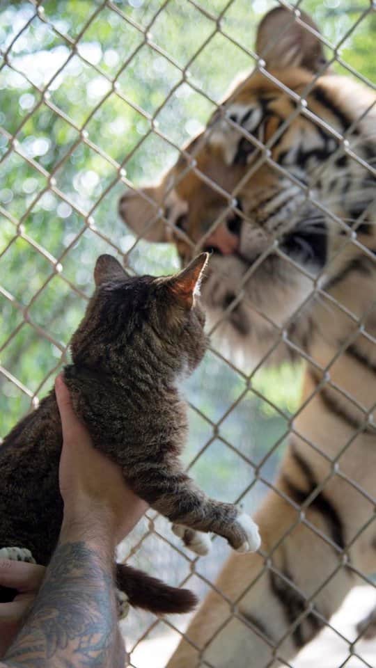 Lil BUBのインスタグラム：「Flashback to ten years ago, when 4 pound BUB scared the daylights out of a 400 pound bengal tiger. #memories #smallandmighty #goodjobbub #lilbub #cats #catsofinstagram #funny reels」