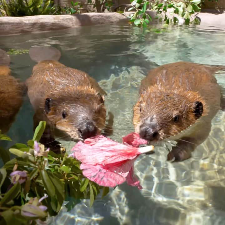 San Diego Zooのインスタグラム：「Introducing three new contestants for a place in your heart. 🦫  Beaver #1 is a male beaver who goes by the name of Rogue. He’s very outgoing and a total foodie. Beaver #2 is also a male who goes by River. Wildlife care specialists describe him as an independent explorer-type who goes wherever the water takes him. Beaver #3, Willow, is the female of the group and known for being quite the sleeping beauty. She’s pretty shy and her hobbies include sleeping.   #Ambassador #Beaver #Kits #SanDiegoZoo」
