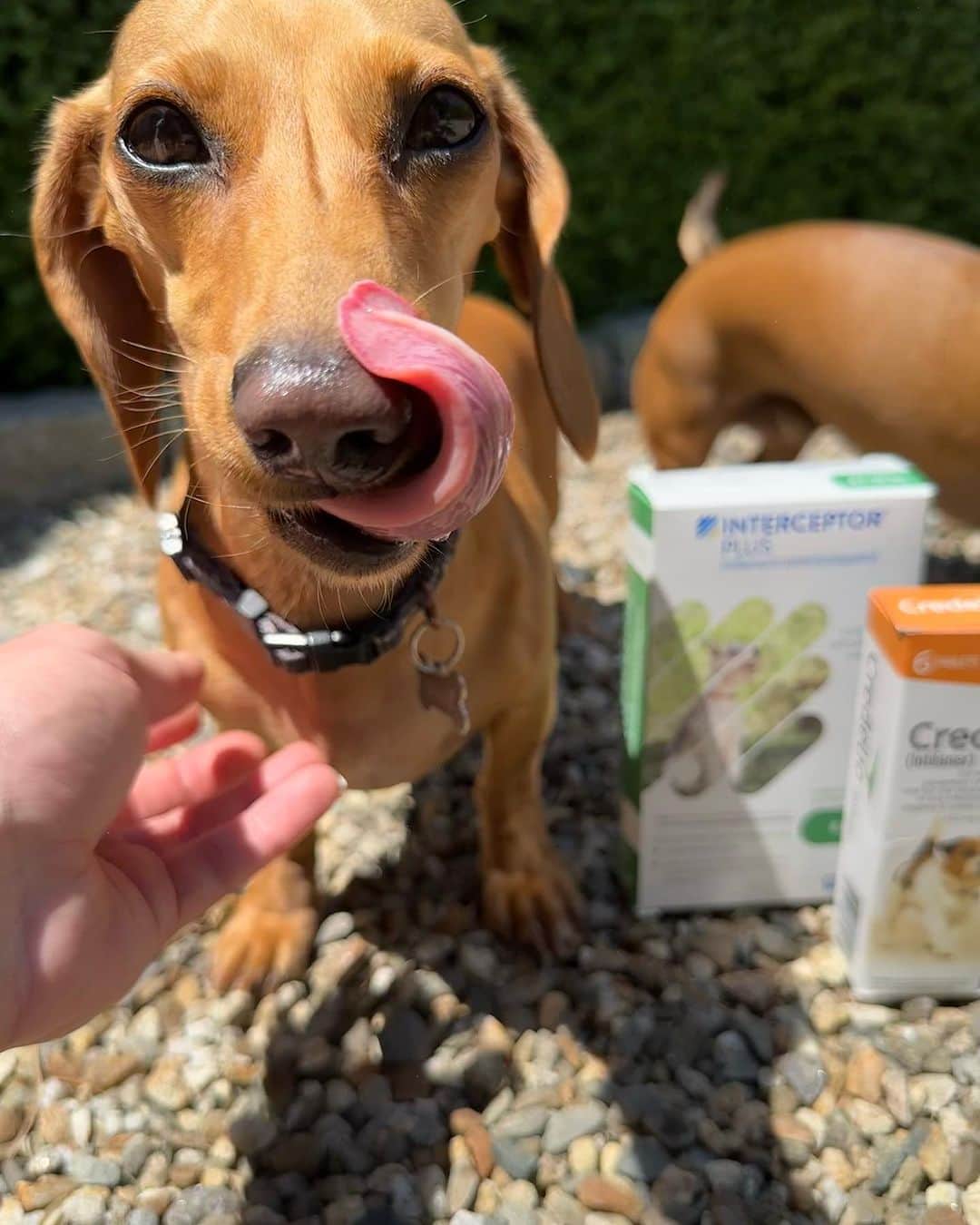 DogsOf Instagramさんのインスタグラム写真 - (DogsOf InstagramInstagram)「Soaking in these final days of summer sun 🌞🌊😎  • Thanks to @interceptorplusfordogs & @credeliofordogs for offering our pups complete protection from fleas, ticks, & heartworms all summer long and into the fall season!  • #ad #summer #dachshunds #happydogs #petcare #doghealth #pup」9月1日 4時09分 - dogsofinstagram