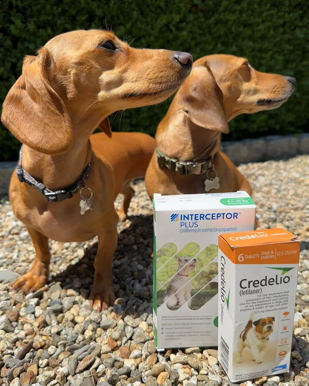 DogsOf Instagramさんのインスタグラム写真 - (DogsOf InstagramInstagram)「Soaking in these final days of summer sun 🌞🌊😎  • Thanks to @interceptorplusfordogs & @credeliofordogs for offering our pups complete protection from fleas, ticks, & heartworms all summer long and into the fall season!  • #ad #summer #dachshunds #happydogs #petcare #doghealth #pup」9月1日 4時09分 - dogsofinstagram