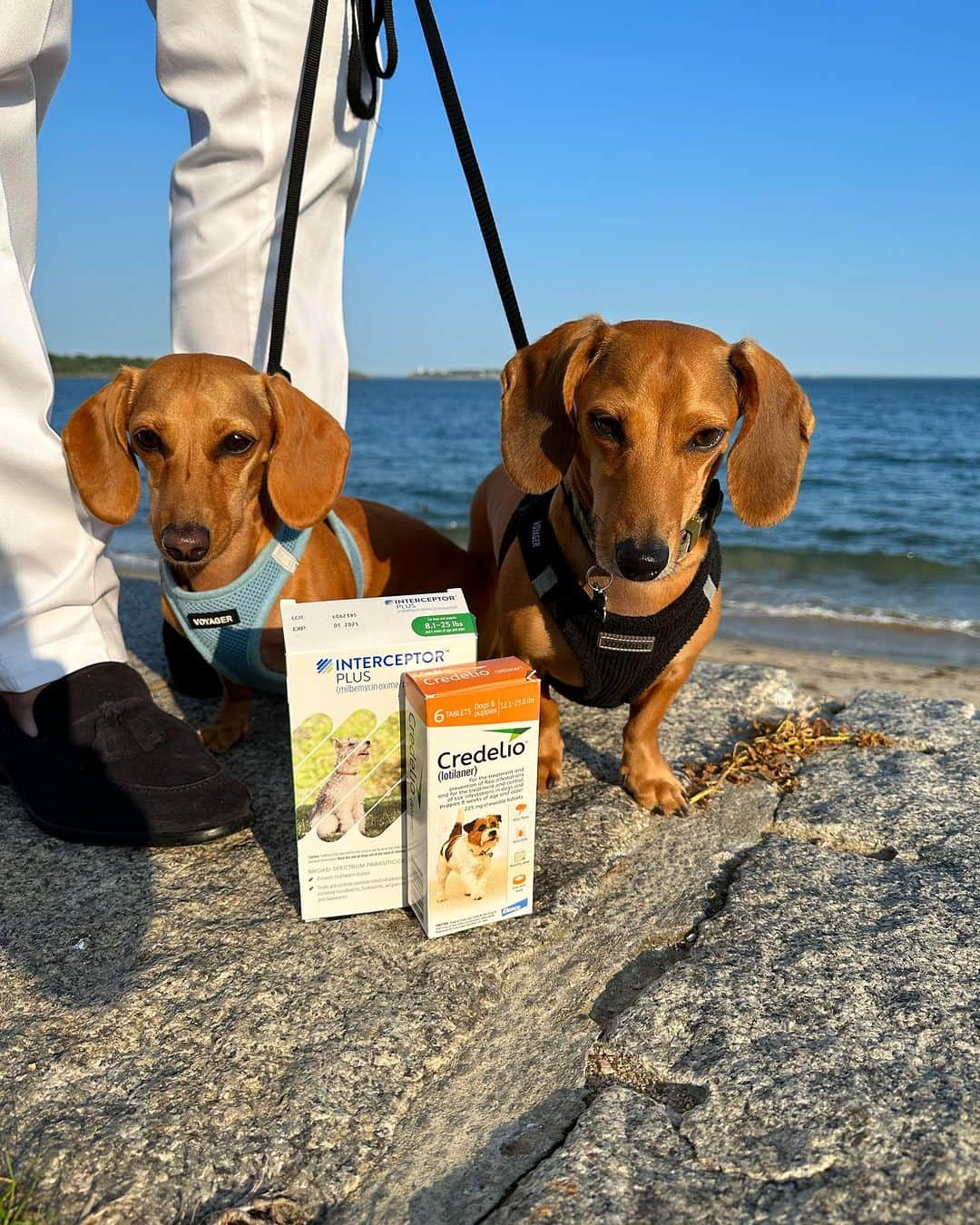 DogsOf Instagramのインスタグラム：「Soaking in these final days of summer sun 🌞🌊😎  • Thanks to @interceptorplusfordogs & @credeliofordogs for offering our pups complete protection from fleas, ticks, & heartworms all summer long and into the fall season!  • #ad #summer #dachshunds #happydogs #petcare #doghealth #pup」