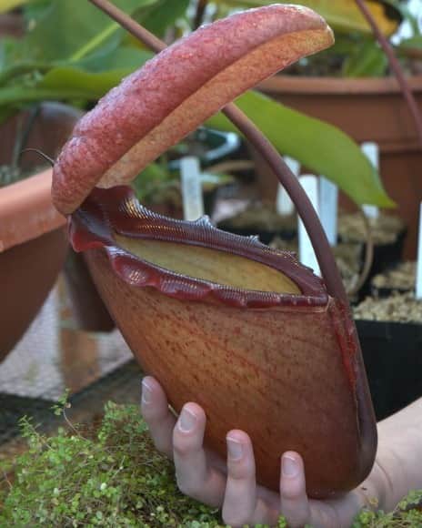 アメリカ自然史博物館のインスタグラム：「Watch out… this plant eats meat! While it normally feeds on insects, the pitcher plant (Nepenthes rajah) has also been known to snare vertebrates including lizards and small mammals. Its sizable pitcher, a modified leaf, can contain up to 34 oz (1 L) of fluid, which is often enough to drown small critters that happen to fall in. Powerful digestive acids are then released as the plant breaks down and absorbs its prey.   Photo:JeremiahsCPs, CC BY-SA 3.0, Wikimedia Commons #nature #amazingnature #didyouknow #botany #amazingplanet #naturephotography #biodiversity」