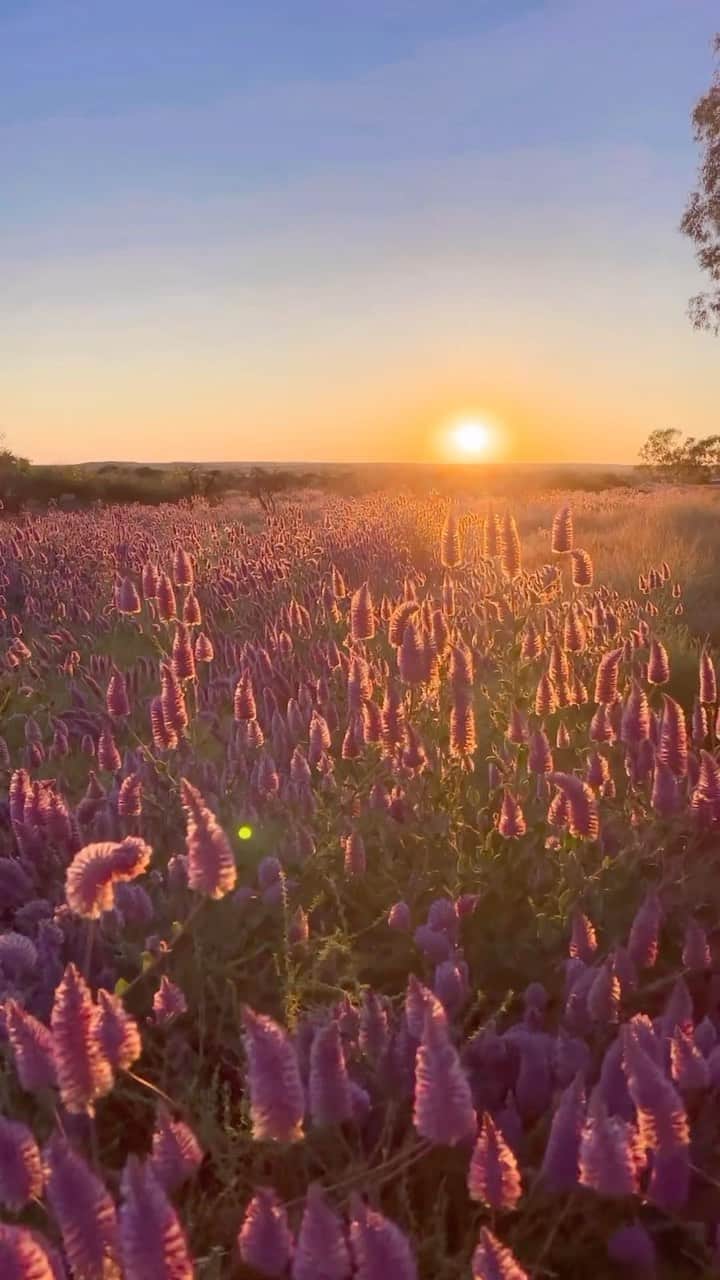 Australiaさんのインスタグラム動画 - (AustraliaInstagram)「We prefer the word classic ...