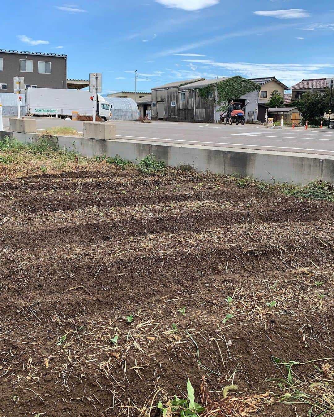 大平まさひこさんのインスタグラム写真 - (大平まさひこInstagram)「夏が暑すぎてサボってた畑、早よしなアカンゆうことでブロッコリー、白菜、キャベツ、大根をあわてて植えてきた😅まだまだ暑いわ😅　いつもお世話になってる白山市の安井ファームさん❣️ありがとうございます。 会社の向かいにある直営店、花蕾屋！でブドウのお買い物🍇 店長の鈴木くんがこんなドリンクを🥤 うんま〜〜😍やばうま、あま〜い❣️ 搾りたての100%葡萄ジュース！　近々販売予定みたいです。絶対飲んだほうがええよ。 #安井ファーム#花蕾屋#葡萄#ぶどうジュース#美味い#最高#大平まさひこ#畑#ブロッコリー#キャベツ#白菜#大根#農業#楽しい#暑い」9月1日 14時39分 - tai03hiko