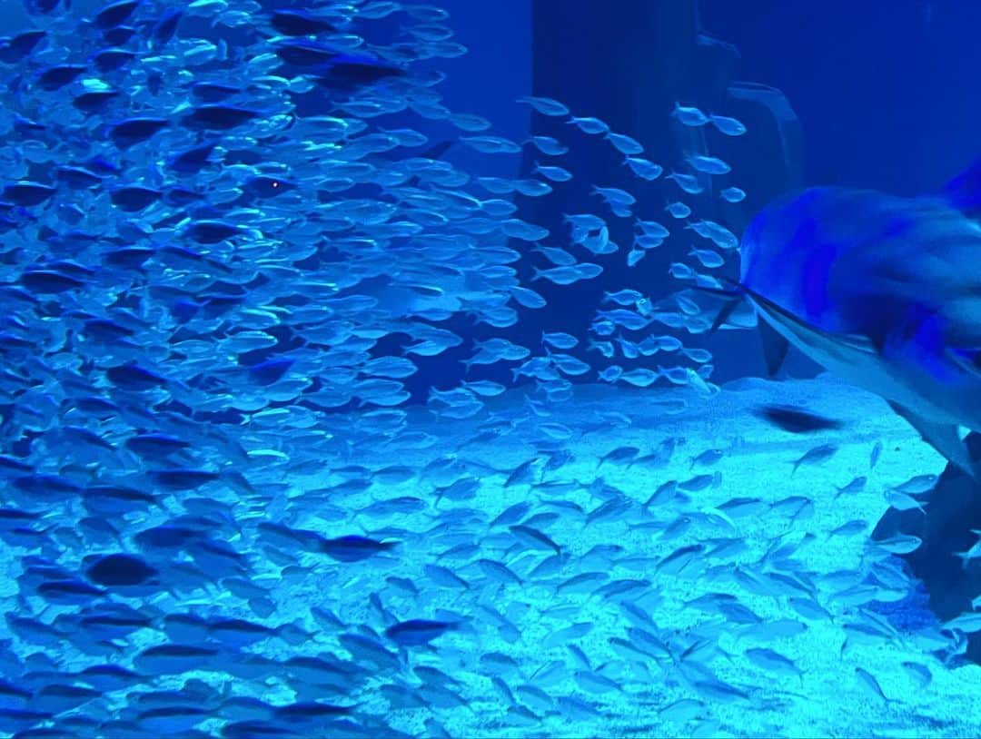 KARINAのインスタグラム：「🐠🦈」