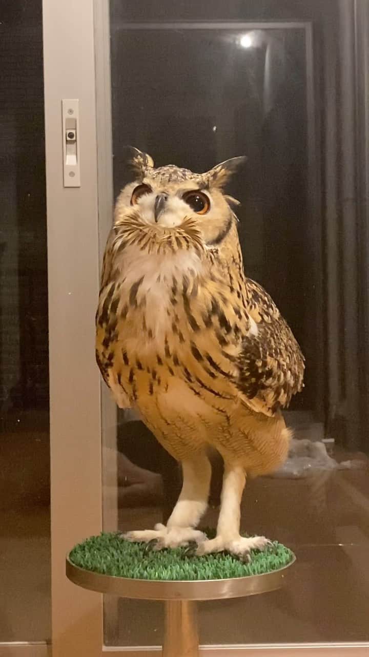GEN3 Owlのインスタグラム