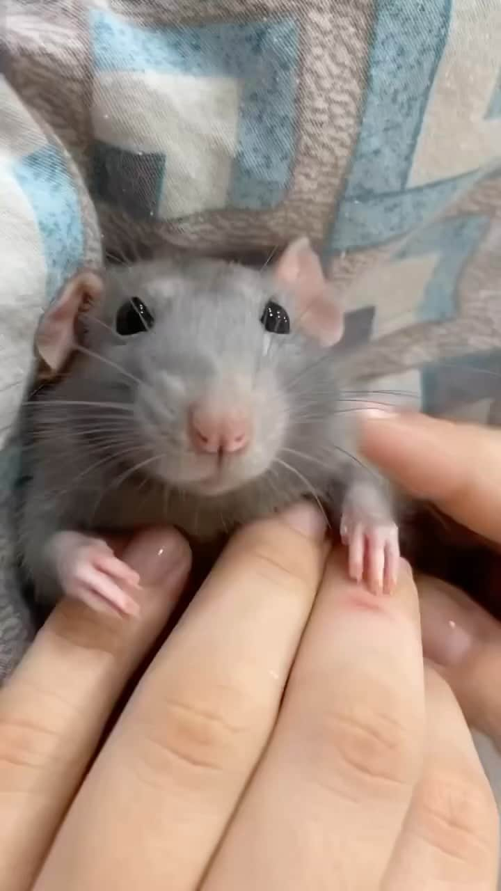 クリスティン・チェノウェスのインスタグラム：「This is my energy encompassed in one video… 🐭✨💕🐀 #popular 🎥: @ratofig @shabanova.al」