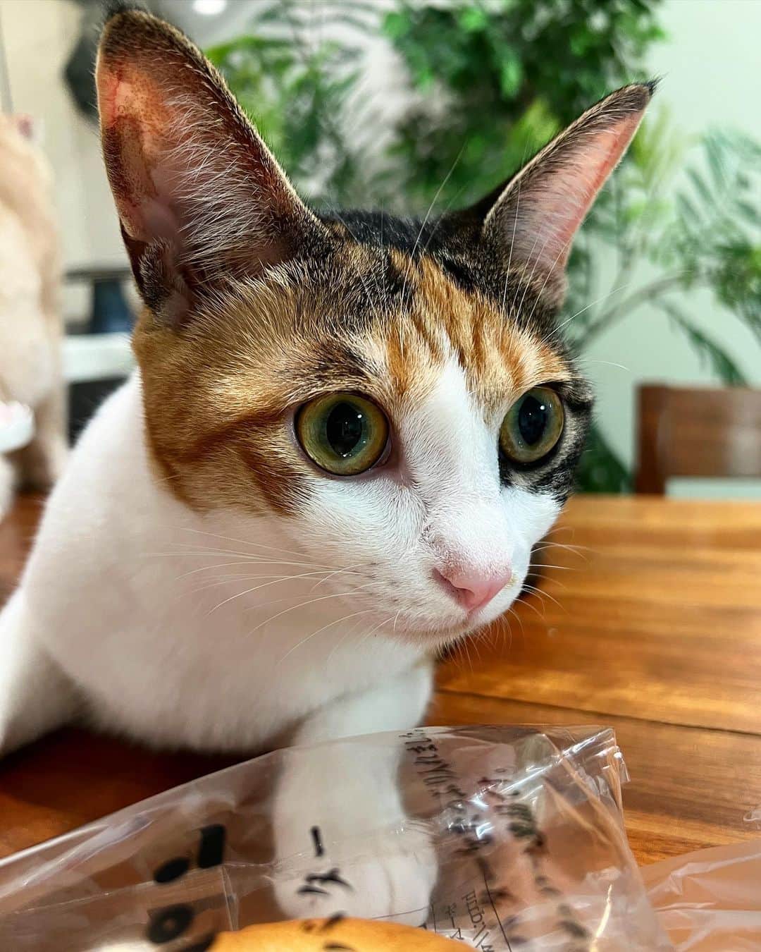 金太のインスタグラム