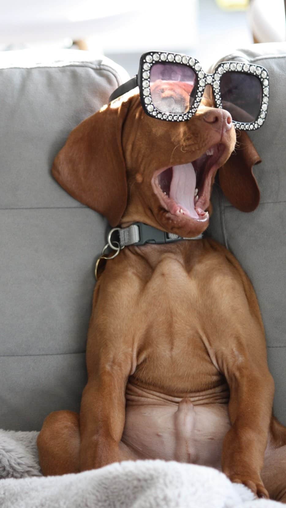 DogsOf Instagramのインスタグラム：「Oh boy, oh boy, oh boy! We’re so excited to announce the winner of our Most Excited Dogs Contest for a FREE Harness Walk Set from @diggspet is 🥁…@miafrise 🎉 Thanks so much to everyone who submitted and sent in your videos and photos, you’re all winners to us! Treat yourself with $25 off $100 from @diggspet with code: DOGS25 - link in bio!  Featured 🐶: @miafrise @tobyandthebish @adventuringbailey @floki_german_shepherd @murraytheswissy @akalla.zerpa @zerpa.paula @lora.thos @eltonthevizsla_ @ohgoodieitswinston @daysi_rios @pippin.and.second.breakfast @chartjonathan @adventurousodin @murphyjoejonasgiven   #mostexciteddogs #exciteddoggo #exciteddogs #dogsofinstagram #diggspet #canyoudiggth is」