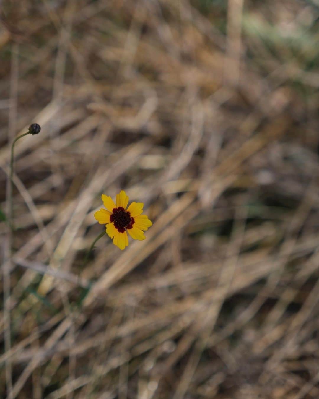 オレーシャ・ルーリンのインスタグラム：「Earlier this spring, we planted 2 acres worth of wildflowers. These are just some of the new growth for our pollinators. I’m looking forward to next spring to see the rest of them bloom.」
