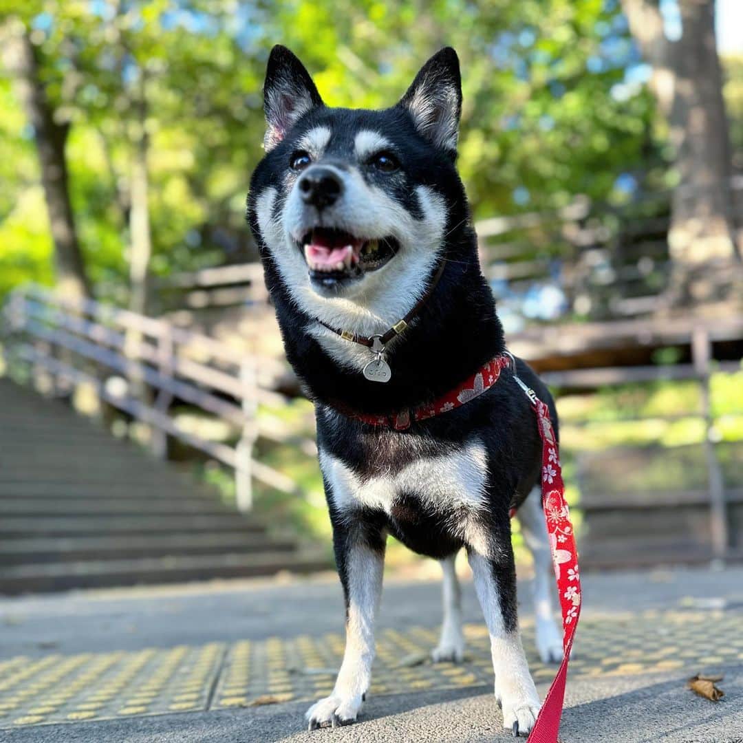 vo_coのインスタグラム：「🐾 春の左耳に続き、右耳も外耳炎発症しました やたら首振ってるな…と思って受診したらドンピシャでした 前回よりも酷かった模様…点耳薬の塗布とステロイド注射で一旦は落ち着いたかな 早く良くなるといいね ＊ #shibastagram #instashiba #shiba #shibainu #黒柴 #柴犬」