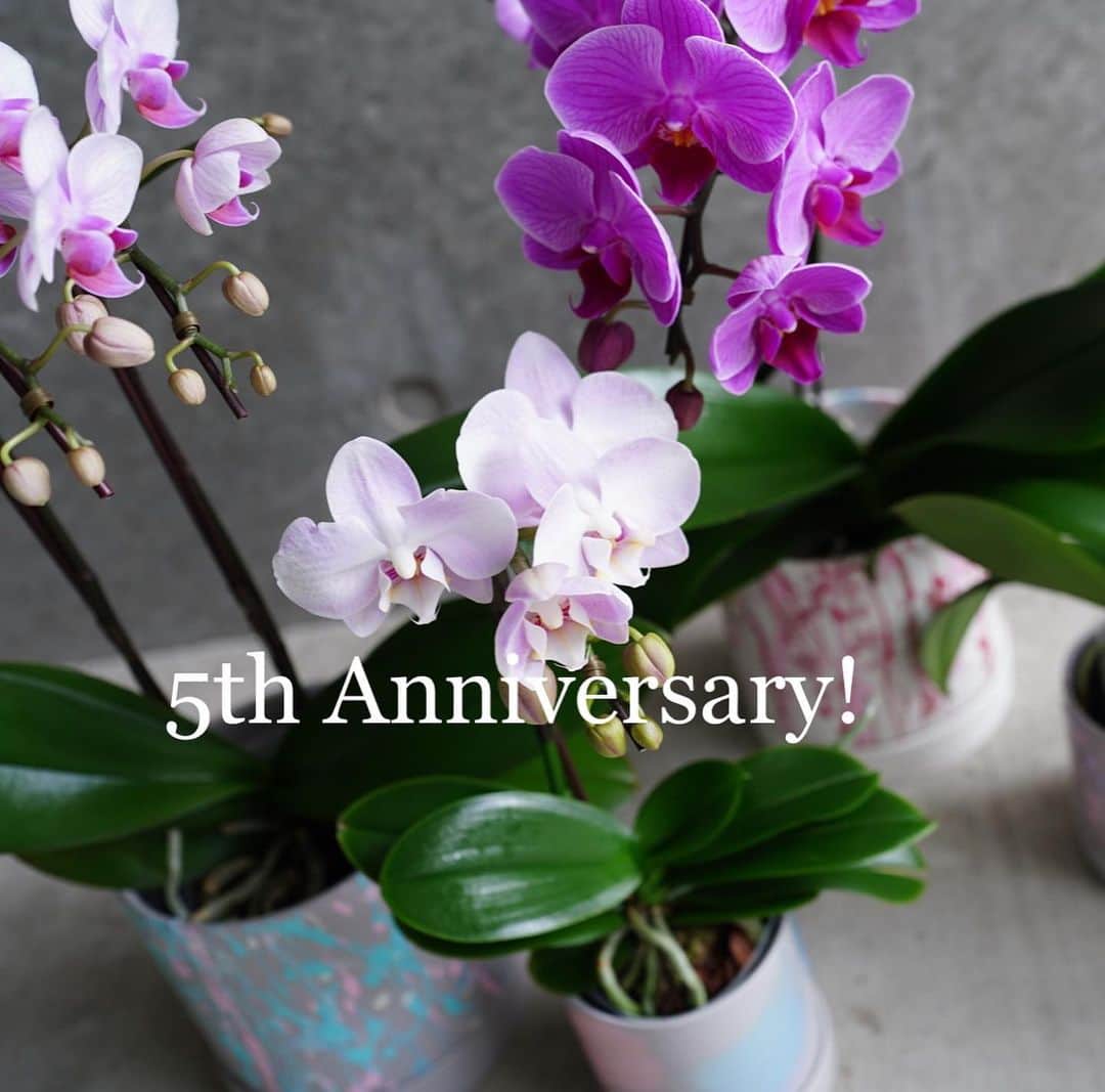 前田有紀のインスタグラム：「今日から9月のはじまり。  9月といえば、gui flowerの5周年となります！　@gui.flower いつもguiのお花をお楽しみくださっているみなさま、ありがとうございます。5年前からのお客様も、新しく知ってくださる方も増えて広がりを感じながら運営をしてきました。  今年は夏にもご一緒した椎名洋ラン園さんとコラボ企画で育てて楽しむランのポットをご用意しました。鉢は、NURでもお世話になっている小西ハレーさんの美しいアートワークで彩られたオリジナルポットです。 @harekonishi   10/6は椎名さんとのインスタライブもさせていただきます。アーカイブにも残しますので、意外と知らないランの育て方を一緒に学んでいきましょう！  詳しくは @gui.flower のアカウントでお伝えしています！」