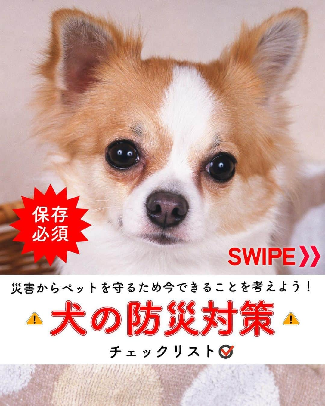 ライオン商事株式会社のインスタグラム：「＼愛犬の防災対策⚠️🐶／  9月1日は#防災の日 です。 災害時に愛犬を守れるのは飼い主さんだけです。  これから台風シーズンも到来します。☔️ いつ起こるかわからない災害に備えて、 ヒトだけでなく愛犬のための 防災グッツや避難方法についても見直しておきましょう！  ========================================== 参考になったら「🐶」のスタンプでコメントして教えてね❣️ ==========================================  ※この投稿は、環境省の『災害、あなたとペットは大丈夫？人とペットの災害対策ガイドライン＜一般飼い主編＞』を参考引用して作成しています。 出典：環境省ホームページ（https://www.env.go.jp/）  しっかりと備えておくことで、 いざという際に速やかに・落ち着いて行動することができます😌  愛犬をどのように守り避難させるか、 非常用持ち出し袋や備蓄物資などについて 日頃から家族と相談し、災害に備えておくことが重要です。  この機会に、ご家庭の愛犬の防災対策を見直してみませんか❓🧐  #防災 #9月1日 #ペット防災 #避難 #いぬスタグラム #いぬとの生活 #いぬ好きさんと繋がりたい #ワンコのいる生活 #イヌのいる暮らし #lionpet #ライオンペット #いぬとのくらし #犬大好き部 #いぬとくらす #犬 #いぬ #犬との暮らし #犬との生活 #いぬ部 #ふわもこ部 #犬のいる暮らし #犬バカ部 #いぬすたぐらむ #わんこ #わんこのいる生活 #わんすたぐらむ #ペット #🐶 #dogs」