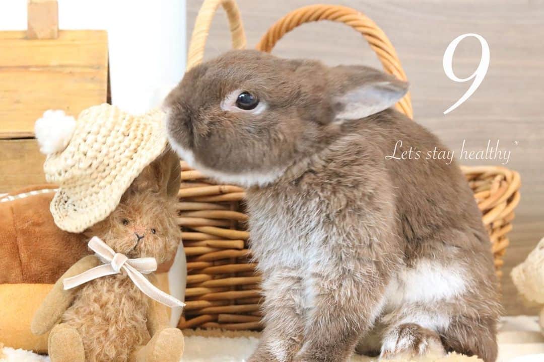 yun.ゆんのインスタグラム：「9月になったよ〜🍂 とマーチにぃに。🐻 . . 昨日はバスケットカッコ良すぎましたね〜🏀 日本の躍進にワクワク✨ . . 9月🍂 少しは！涼しい日が 多くなるといいなぁ🍂 😂 . . . . . . 🧸🤎 @alchemist721   👒✨ #あなたのちゅび麦  @rokkun511   ♪ ♪ ♪  #うさぎ#ウサギ#ネザーランドドワーフ#ZIP写真部#レモン#ふわもこ部#マーチ#多頭飼い #rabbits#rabbitsofinstagram #rabbitstagram #petstagram #instapet#cutepetclub #instarabbit  #bunnylove #lapin #pecotv #WeeklyFluff #netherlanddwarf」