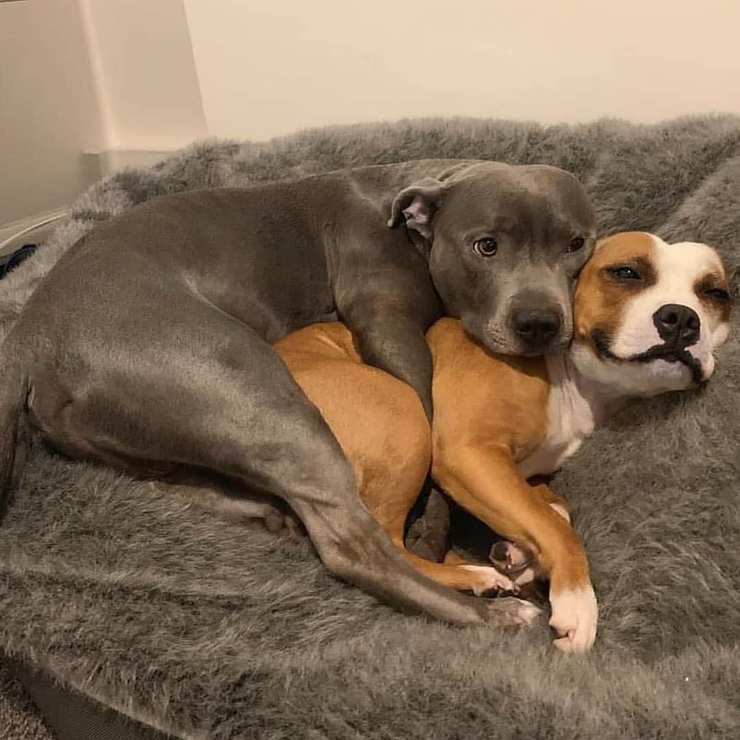のインスタグラム：「Me & you 😍😍 - @bluestaffy」