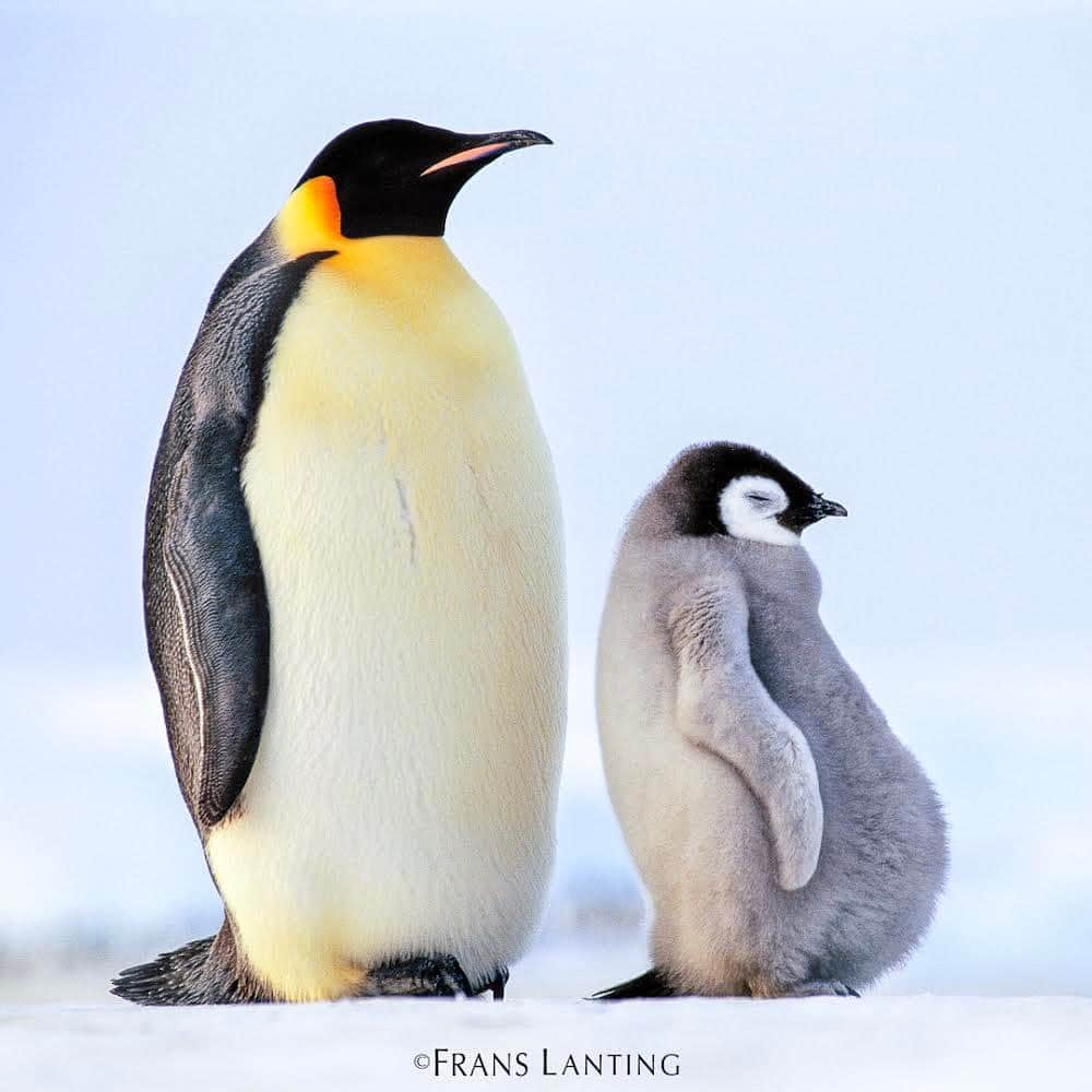 thephotosocietyのインスタグラム：「Photo by @FransLanting Emperor penguins depend on sea ice more than any other penguins do. That is where their chicks are born in late winter, and they need to be ready to plunge into the ocean before the ice melts. This used to be in mid summer, but Antarctica’s sea ice is melting faster now because of global warming. Many thousands of Emperor chicks drowned last year when the ice melted before the young birds were ready to go. One scientist predicted recently that 90% of the current emperor population may disappear in our lifetime.  I supported a lawsuit by the Center for Biological Diversity against the US government to recognize Emperor penguins as an endangered species. In my testimonial used by the CBD I stated, “Emperor penguins are as vulnerable and as important a symbol for the effects of climate change in Antarctica, as polar bears are for the Arctic." The CBD’s actions pressured the US Fish and Wildlife Service to declare Emperors a threatened species and their needs now have to be taken into account under the Endangered Species Act. Follow me @FransLanting and @ChristineEckstrom for more images from the frontlines of our changing planet.  @centerforbiodiv @globalpenguinsociety #Antarctica #climatechange #emperorpenguin #penguin #conservation #endangered」