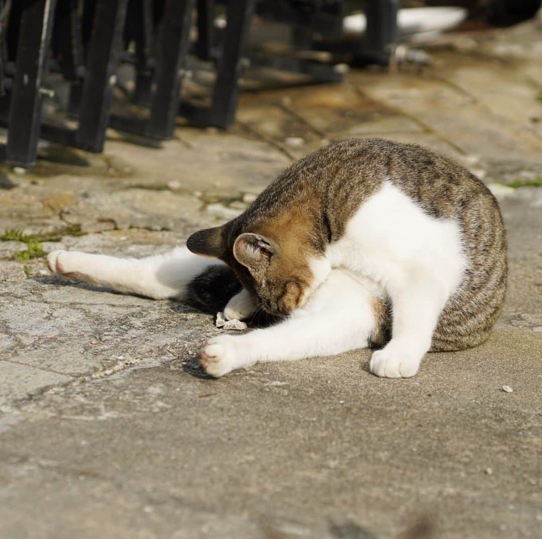 五十嵐健太のインスタグラム：「おはよう #猫」