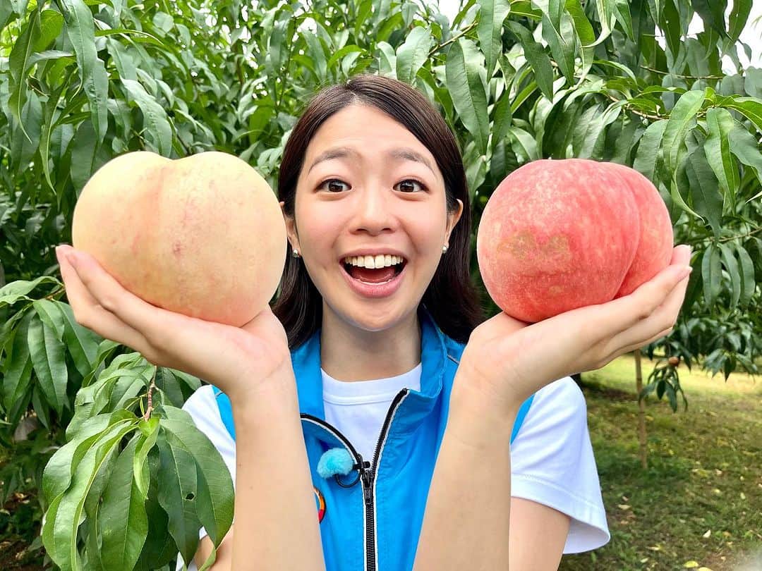 のインスタグラム：「列島リアルタイム中継 ありがとうございました🍑  阿部白桃めちゃくちゃ美味しかったーーー😄🌷 農園の皆さんにも沢山お世話になりました！！  昨日の中継にも出演した絵は阿部農園さんのもとへ嫁ぎました！！✨ 阿部農園へ訪れる際は、ぜひ私の絵も探してみてください🖼😘 #列島リアルタイム中継 #thetime #阿部農園 #阿部白桃」