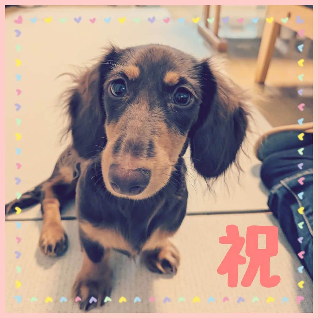 くるみんのインスタグラム：「* ひまりちゃん、昨日初ヒートがきました！ あと1週間で生後7ヶ月だけど、早い。  ブログを見返してみたら、こむぎさんは生後8ヶ月であずきちゃんは生後9ヶ月で初ヒートだったので、ひまりちゃんは早熟〜  先週から正式に幼稚園に通い始めた所なんだけど、もうお休みしなきゃいけなくなりました。 お勉強吸収時なんだけどなー。残念  #カニンヘンダックスフント #カニンヘンダックス多頭飼い #カニンヘンダックスの日常 #カニンヘンダックス #カニンヘン #カニンヘンダックスチョコタン #カニンヘンの会 #カニンヘンダックスフンド #チョコタンダックスフント #チョコタンダックスフンド #チョコタンダックス #チョコタン #ダックス多頭飼い #ダックスフントカニンヘン #ダックスフント #ダックスフンドチョコタン #ダックスフンドカニンヘン #ダックス部 #ダックス #ダックスフンド #ダックスの日常 #ダックス短足部 #いぬバカ部 #いぬすたぐらむ #短足部 #dachshund #dachs #dogstagram #dog #instagramdogs」