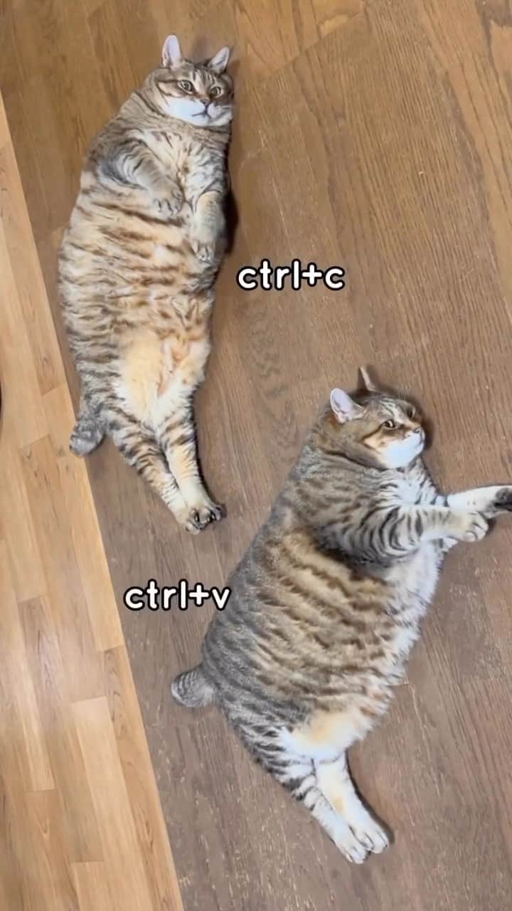 Aww Clubのインスタグラム