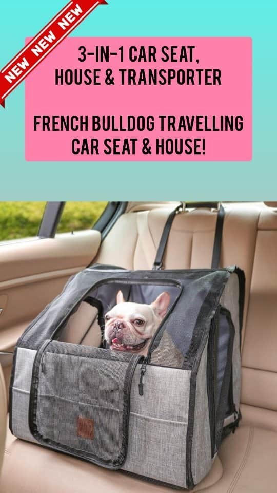 French Bulldogのインスタグラム