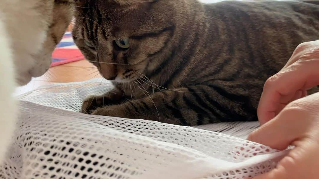 ゆきのさつきのインスタグラム：「私の視界に入る場所を占拠する😸 動かそうとすると、めっちゃ文句を言います。 その文句があまりに可愛いので ついつい折れてしまうのです。。。💘  この前、調子に乗って更に動かそうとしたら シャーって言われた（笑）」