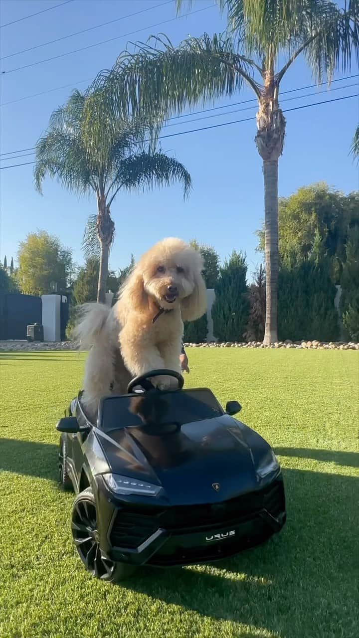 Simeon Pandaのインスタグラム：「Got dogs doing carjackings now 😅😂 @asherpanda_ @mrcodybear  #comedy #baby #dog #lamborghini」