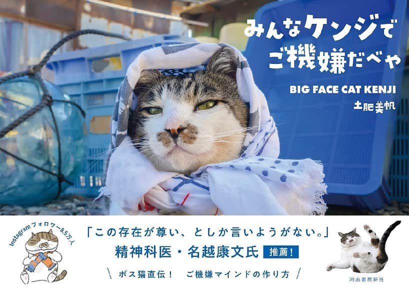 土肥美帆さんのインスタグラム写真 - (土肥美帆Instagram)「🐈 ☀︎ 9月26日発売 「みんなケンジでご機嫌だべや」 河出書房新社 土肥美帆著 表紙だべや(=･ω･=)  そして、今回推薦文を私がずっとずっと長い間お慕いしていた 精神科医の名越康文先生に書いていただきました😆😆😆😆😆 嬉しすぎる。  2020年の目標に 名越先生にどんなかたちでもいいから お会いしたい。 という誓いを立てたのですが、 コロナで夢が叶わず、 通信で体癖論を講座を受講しました。 私のドキドキエピソードはもう少しあるのですが、憧れの方にケンジの写真集を見ていただき、推薦文を書いていただくなんて 夢のようです。 またケンジが私の夢を叶えてくれた✨  名越先生、素敵な神推薦文を ありがとうございます😊  名越先生の御本やお言葉に 私は何度となく救われました。  チームケンジ最強💪(=･ω･=)  とっても良い写真集になってます✨  Amazon、書店で予約 どうぞよろしくお願いします。 1,595円  @thebardicband  @nakoshiyasufumi  #名越康文　先生 #名越康文シークレットトーク」9月1日 10時53分 - big_face_cat_kenji