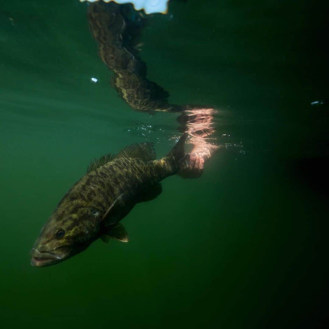 シマノ｜Fishingさんのインスタグラム写真 - (シマノ｜FishingInstagram)「Resume reign over the rocks.  #FishShimano #SmallmouthBass #BassFishing #ShimanoReels #ShimanoRods #BassNation #Smallmouth #CatchAndRelease」9月1日 11時23分 - fish_shimano_north_america