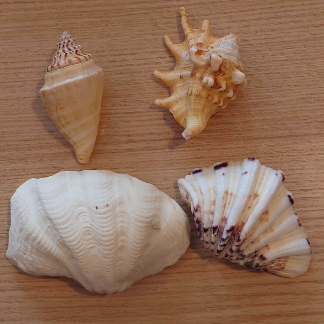 森末慎二のインスタグラム：「🦐みやーく商店です。  お店の夏休みが終わり今日からオープンです。 今日は通常通りの営業です。  明日は台風🌀11号の影響でまだ営業するか思案中です。  今日も宮古島産車海老天丼をご用意して皆さんのお越しをお待ちしています。  お店電話番号  0980-79-9292 田中店長　070-8429-7387 お昼ランチはオープン11:30〜14:30ラストオーダー15:00です。夜の🏮居酒屋は17:30から21:00です。予約のお電話お待ちしています。定休日は水曜日、木曜日です。#みゃーく商店  #宮古島 #天丼 #宮古島野菜 #宮古島ランチ #宮古島グルメ #車海老 #グルクンの天ぷら #宮古島ごはん #宮古島天丼 #宮古島海老天丼 #沖縄天丼 #海老天丼 #海老 #島食材 #沖縄宮古島 #沖縄 #パパイアの天ぷら   #車海老天丼  #okinawa #居酒屋#miyakojima #森末慎二 #morisue shinji #TUBE #前田亘輝 #BEGIN  #サザンオールスターズ  #松田弘」