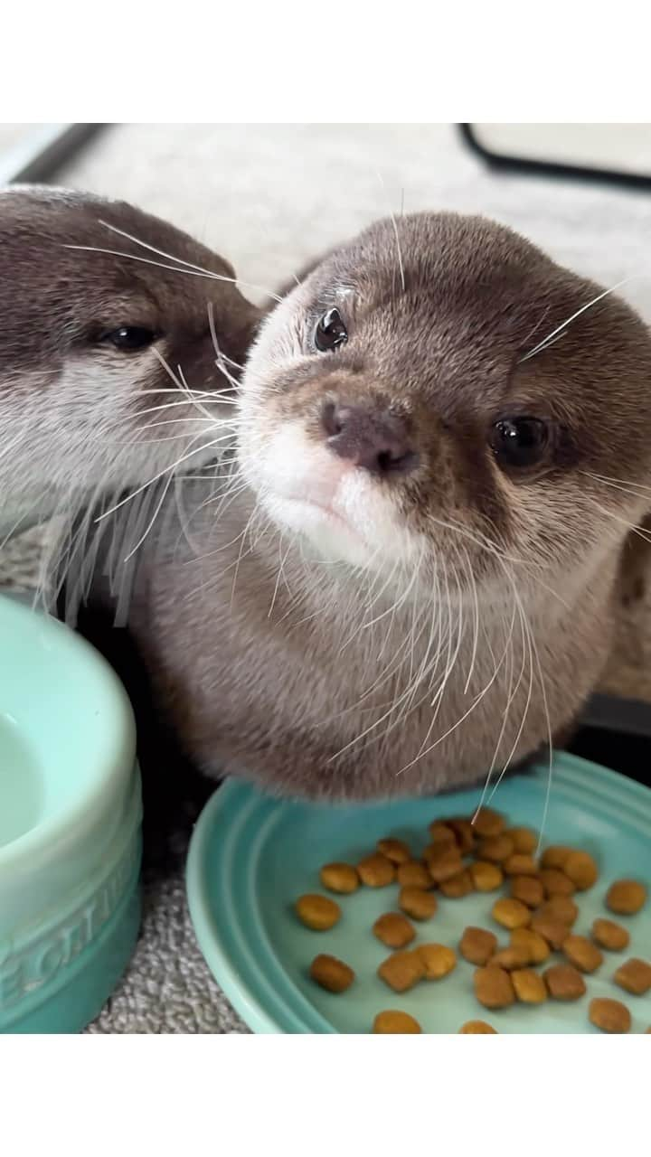 カワウソ コタロー&ハナのインスタグラム：「Hana tries to steal Kotaro's food👀 コタ茶漬けのジャマしたら・・ . .‬ ‪.‬ #カワウソ #コツメカワウソ #カワウソハナ #コタロー  #カワウソコタロー #otter #otters #baby #cute #小動物 #動物 #ペット #pet #かわいい #かわうそ #もふもふ #animal #수달  #귀여워 #水獺 #loutre #lontra #lutra #выдра #นาก #petstagram #otterlove #kotarotheotter #otterkotaro」