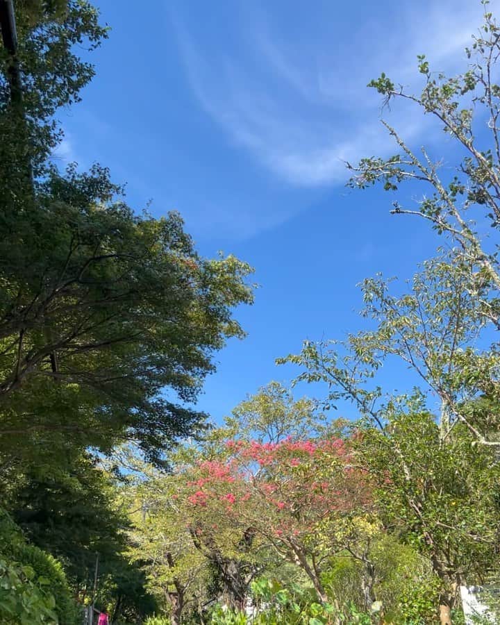 堀田ゆい夏のインスタグラム：「風が秋っぽい ハロー9月、もう少し夏でいてほしいよ。 毎年、初夏や今みたいな秋の終わりに思い出すお話があって。  小学生の頃に国語で読んだ、 夏みかんの香りが出てくるお話🌱  確かタクシーに夏みかんが置いてあって すごくいい香りで... タクシーの運転手さんとお客さんの会話が なんだ優しくて...みたいな。  でもそれ以上はほとんど覚えてない😂  それでも、あれから何十年と経ってるのに今でも思いだすぐらい印象に残ってる。  あの時の教室の雰囲気とか、先生が本当に持ってきた夏みかんの香りとか、季節の感じとかが子供ながらに好きだった✨  でも、あのお話は一体何だったんだろう...🥹  毎年思い出す懐かしい話でした笑  #自然#懐かしい」