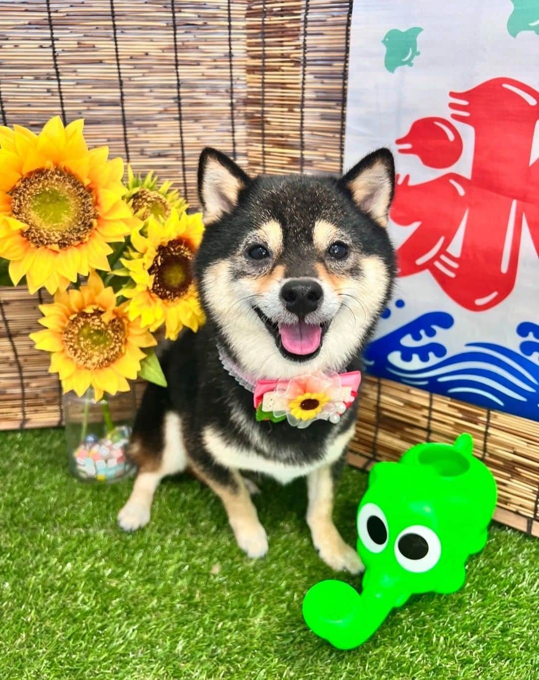 吉野恭平のインスタグラム：「・ もう9月！ あっという間ですね!  愛犬のもなかと夏っぽい写真を 撮りました！笑  もなかと一緒に過ごす時間は いつも癒され幸せです♪  #横浜FC#愛犬との時間#休日の過ごし方#愛犬との暮らし#残暑見舞い」