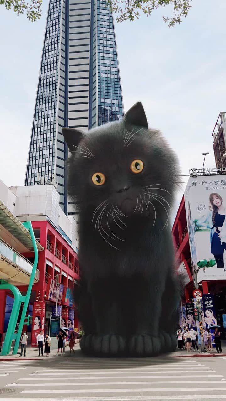 王心凌（Cyndi Wang）のインスタグラム：「⚠ 巨貓出沒請注意 ⚠ 今日信義區街頭出現一隻巨型黑貓 有人看見他嗎? 請盡速與我聯絡 #黑貓警報 #BITEBACK #COMINGSOON」