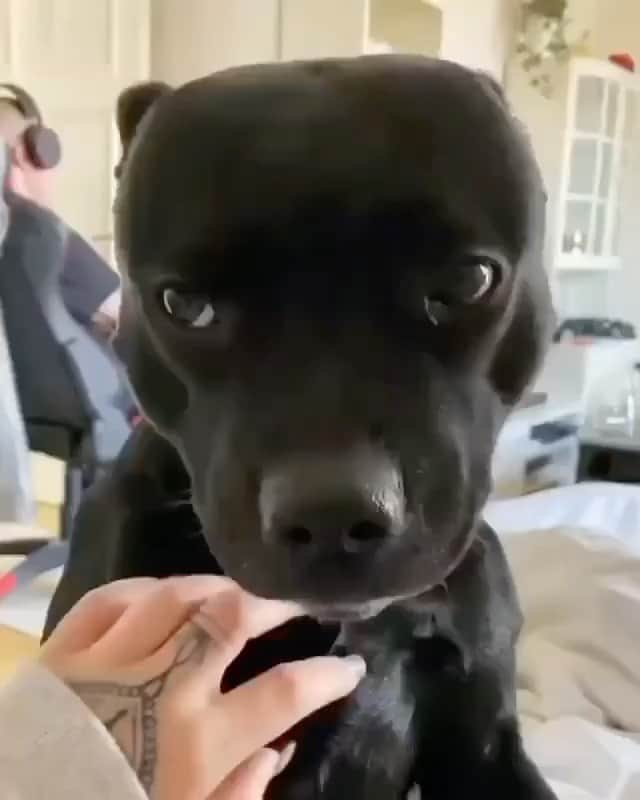 のインスタグラム：「🐶 LINK IN BIO - Get All these Dog Products for 50% OFF ❤️ Sale Ends Soon ⏳ ✨Press link in @pitbullsfans__ Bio to Shop ✨ ⭐️ SAVE 50% Off Limited Time Only! @pitbullsfans__  🌍 Worldwide Shipping - Credit: @laiathestaffy   All the videos, songs, images and graphics belong to their respective owners and this account doed not claim any right over them.」